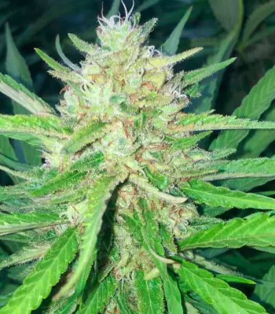 Sugar Candy feminisierte Samen (Delicious Seeds)