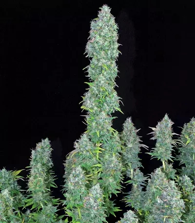 Serious Happiness (Serious Seeds) Cannabis-Samen