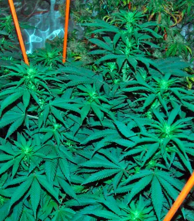 Venus Flytrap (Nirvana Seeds) Cannabis-Samen