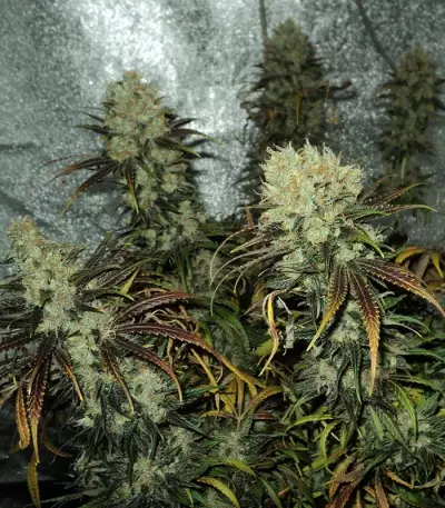 Y Griega (Medical Seeds) Cannabis-Samen