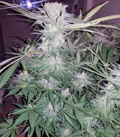 Alaskan Ice (GHS) Cannabis-Samen