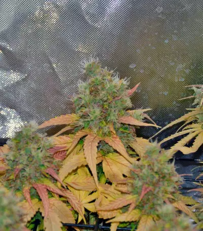 Cream Mandarine XL Auto (Sweet Seeds)