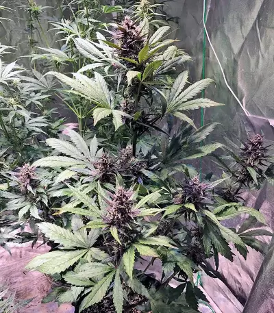Devil Cream Auto (Sweet Seeds) Cannabis-Samen