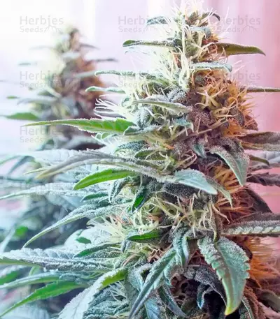 Ladyburn 1974 (GHS) Cannabis-Samen
