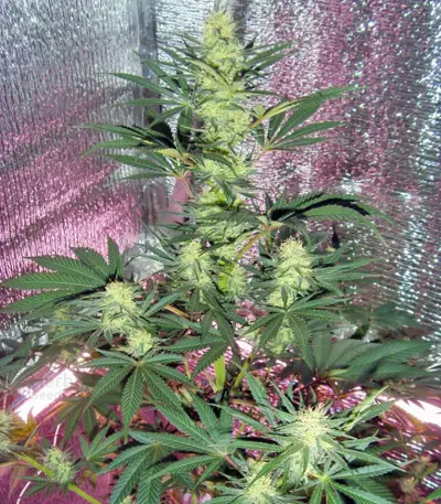 Power Plant regular (Dutch Passion) Cannabis-Samen
