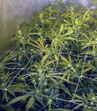 2046 (Medical Seeds) Cannabis-Samen