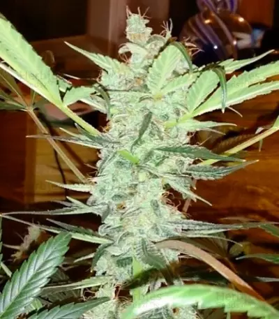 Auto AK (Female Seeds) Cannabis-Samen