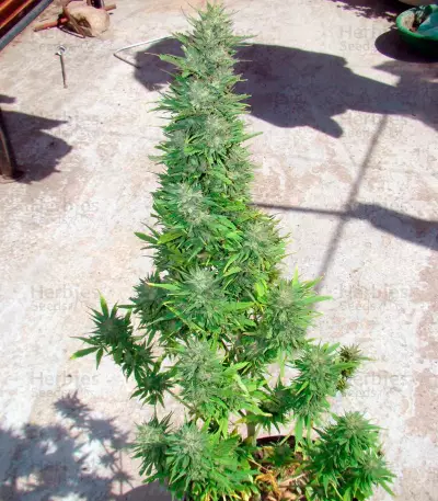 Auto Durban Poison (Dutch Passion) Cannabis-Samen