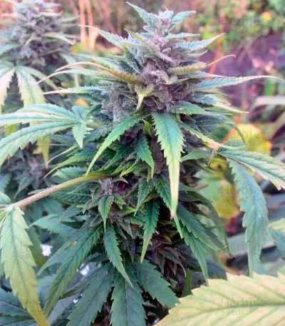 Orange Hill Special (Dutch Passion) Cannabis-Samen