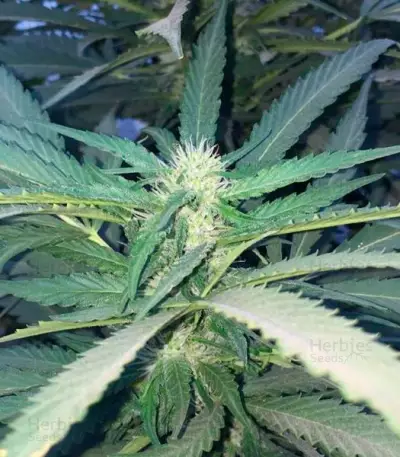 Sugar Candy feminisierte Samen (Delicious Seeds)