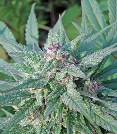 Serious 6 (Serious Seeds) Cannabis-Samen