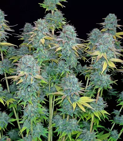 Serious Happiness (Serious Seeds) Cannabis-Samen