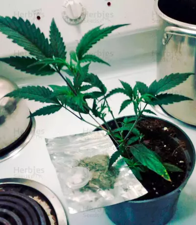 Supreme Durban CBD (Nirvana Seeds) Cannabis-Samen