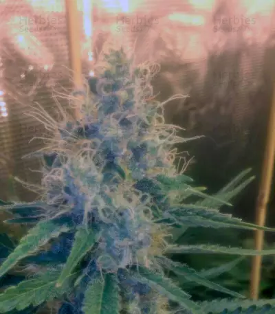 Cream Mandarine F1 Fast Version (Sweet Seeds)