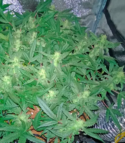 Deep Cheese (Dinafem Seeds) Cannabis-Samen