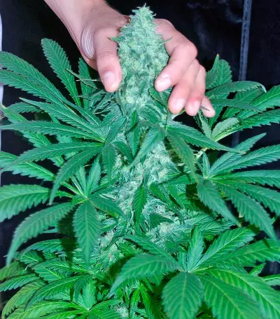 El Niño (GHS) Cannabis-Samen