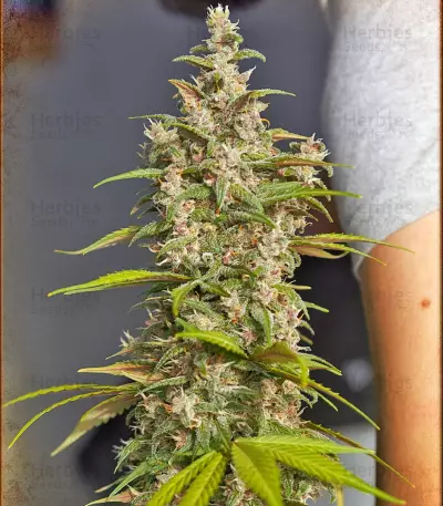Ice Cool Auto (Sweet Seeds) Cannabis-Samen