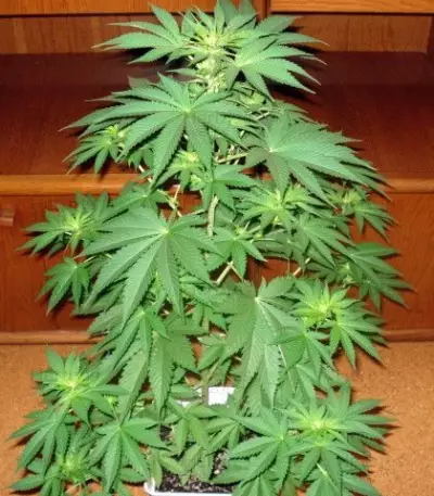 Jack La Mota (Medical Seeds) Cannabis-Samen