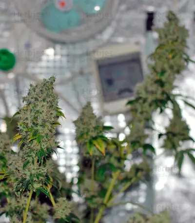 K-Train (GHS) Cannabis-Samen