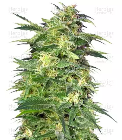 Killer Kush Auto (Sweet Seeds) Cannabis-Samen