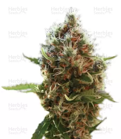 Lucid Bolt (Paradise Seeds) Cannabis-Samen