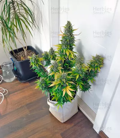Super Bud (GHS) Cannabis-Samen