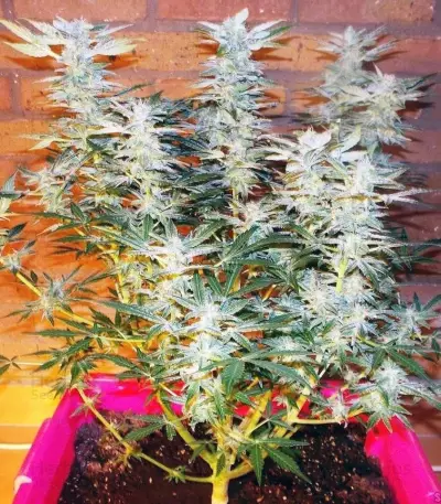 Amnesia Haze Automatic (RQS) Cannabis-Samen