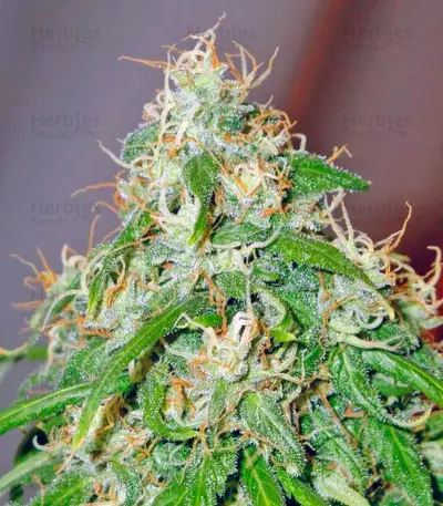 Arjan's Ultra Haze #2 (Mango Haze AUH#2) (GHS) Cannabis-Samen
