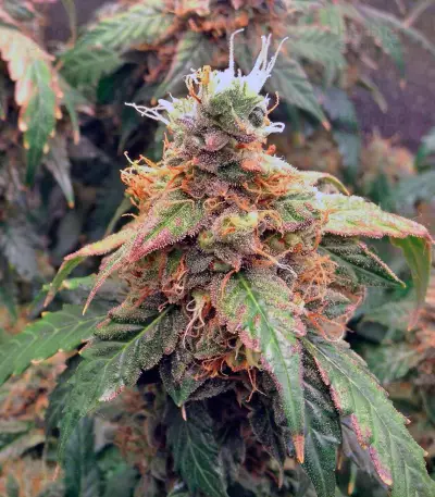 Auto Euforia (Dutch Passion) Cannabis-Samen