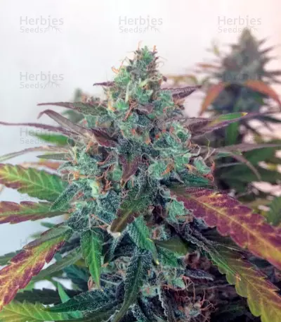 Auto Frisian Dew (Dutch Passion) Cannabis-Samen