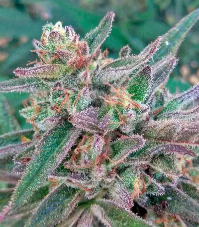 Black D.O.G. (Humboldt Seeds Organization) Cannabis-Samen