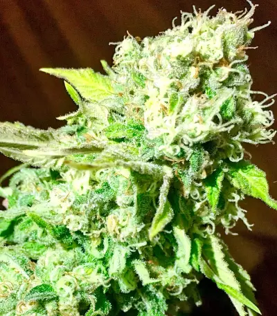 Critical Jack (Dinafem Seeds) Cannabis-Samen