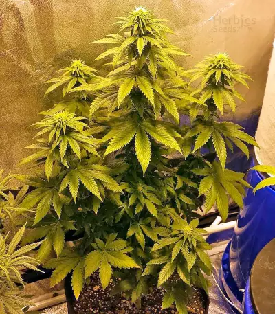 Dream Machine (Heavyweight Seeds) Cannabis-Samen