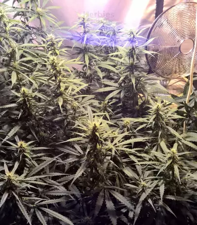 Lemon Kush (Female Seeds) Cannabis-Samen