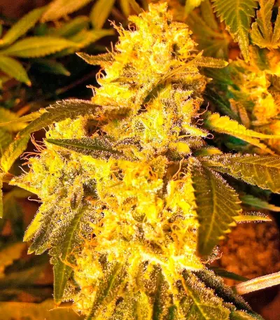 Lemon Thai Kush (Humboldt Seeds Organization) Cannabis-Samen