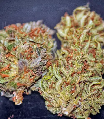 Moby Dick #2 (Dinafem Seeds) Cannabis-Samen
