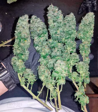 Northern Light (Nirvana Seeds) Cannabis-Samen