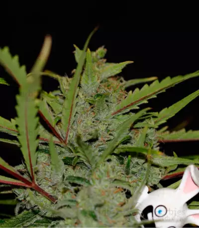 SexBud (Female Seeds) Cannabis-Samen