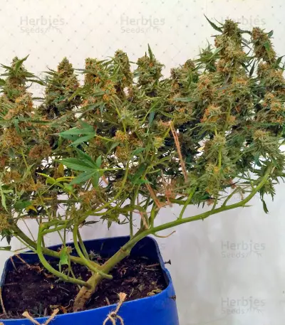 Sugar Mango Ryder Auto (World of Seeds) Cannabis-Samen