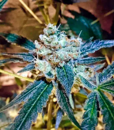 UK Cheese Auto (Humboldt Seeds Organization) Cannabis-Samen