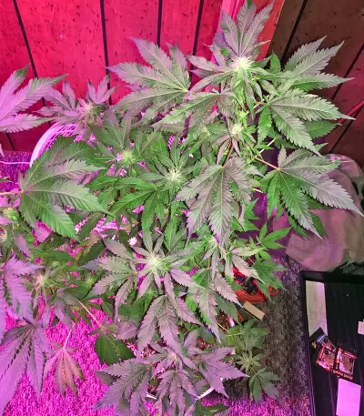 Ketama (World of Seeds) Cannabis-Samen