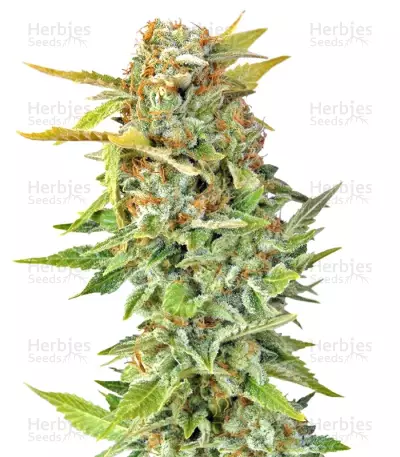 Pato #1 (Kannabia Seeds) Cannabis-Samen