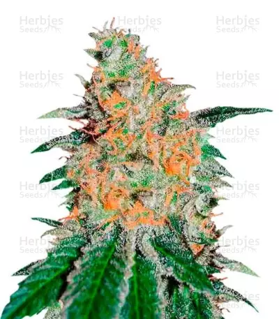 CBD JAM (Delicious Seeds) Cannabis-Samen