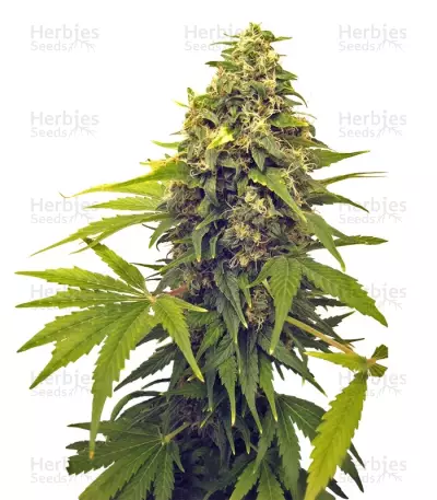 Point of No Return regular (Mandala Seeds) Cannabis-Samen