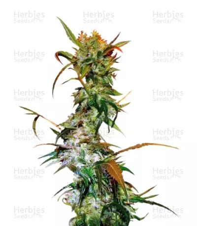 VIP Haze (VIP seeds) Cannabis-Samen