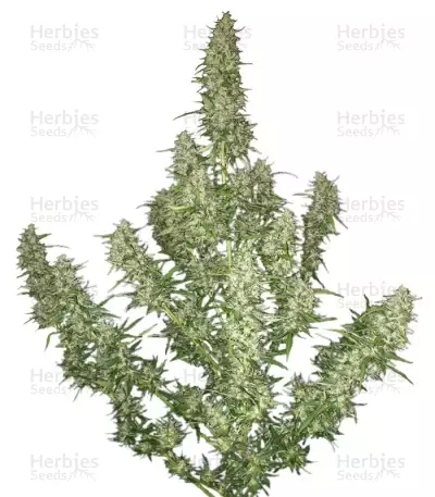 Buddha Magnum Auto (Buddha Seeds) Cannabis-Samen