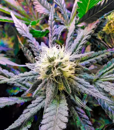 Fruit Punch (Heavyweight Seeds) Cannabis-Samen