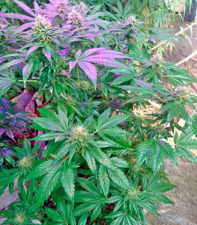 Lithium OG Kush (Nirvana Seeds) Cannabis-Samen
