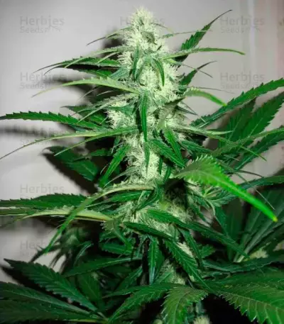 Sugar Black Rose (Delicious Seeds) Cannabis-Samen