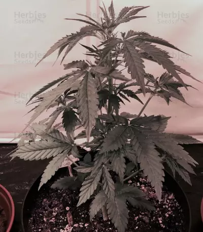 2 Fast & 2 Vast Auto (Heavyweight Seeds) Cannabis-Samen